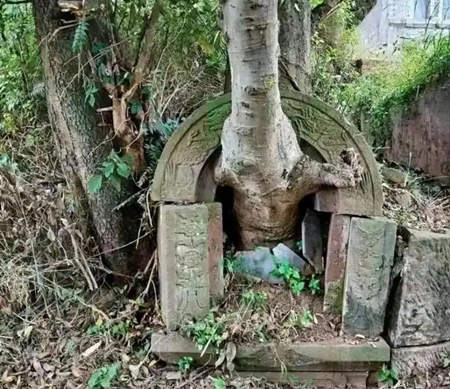 坟头上长树是好事还是坏事