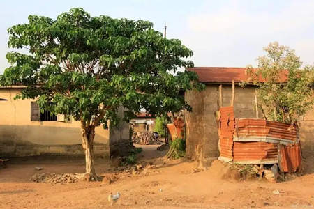 房屋后面种植什么树对风水好