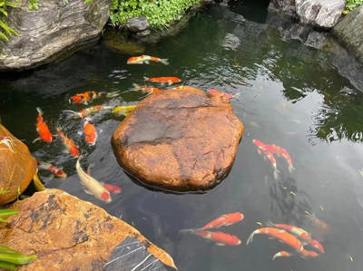 养什么宠物能辟邪