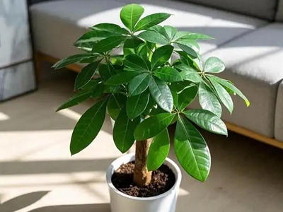 客厅风水最旺的五种树