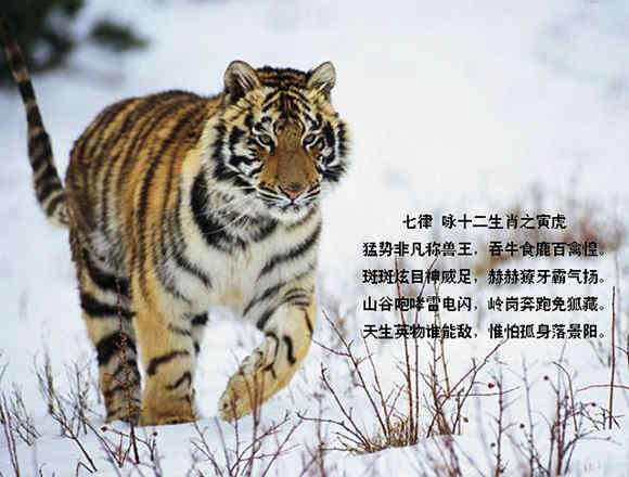 寅