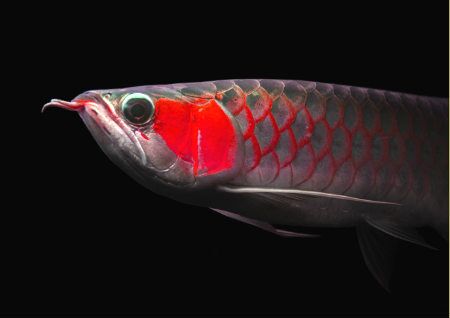 金龙鱼的风水作用