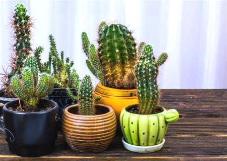 化煞风水植物