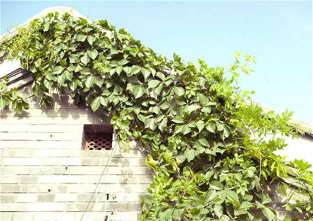 藤类植物在院子风水
