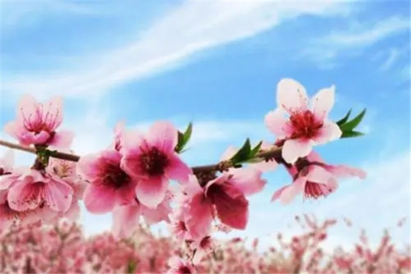 ​桃花运风水布局